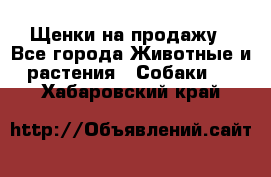 Щенки на продажу - Все города Животные и растения » Собаки   . Хабаровский край